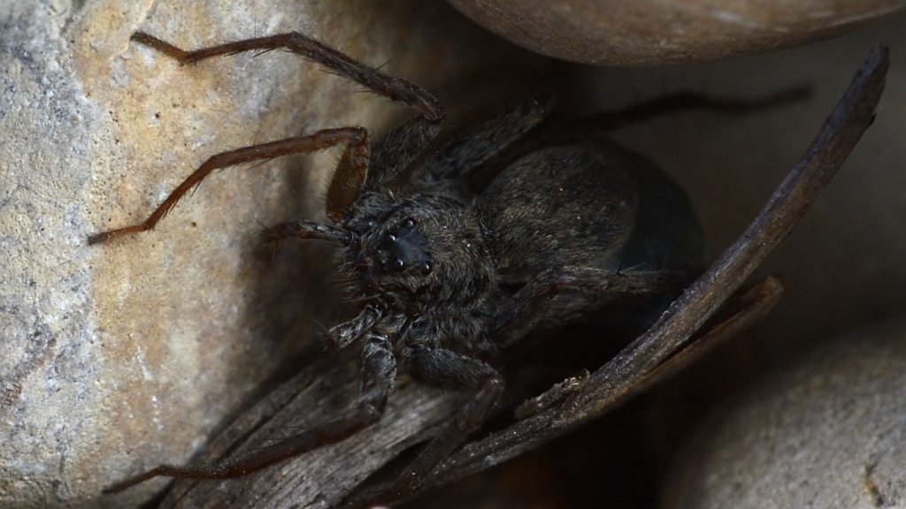 Wolf Spider | They're Incredibly Diverse