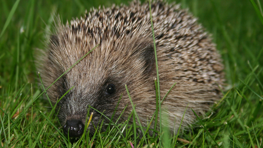 Hedgehog | They're Not Actually That Spiky