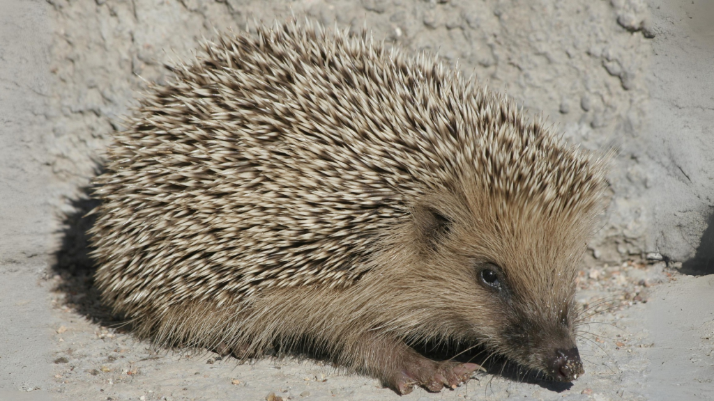 Hedgehogs Are Champion Sniffers