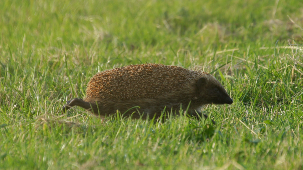 Hedgehog | They're Surprisingly Fast Runners