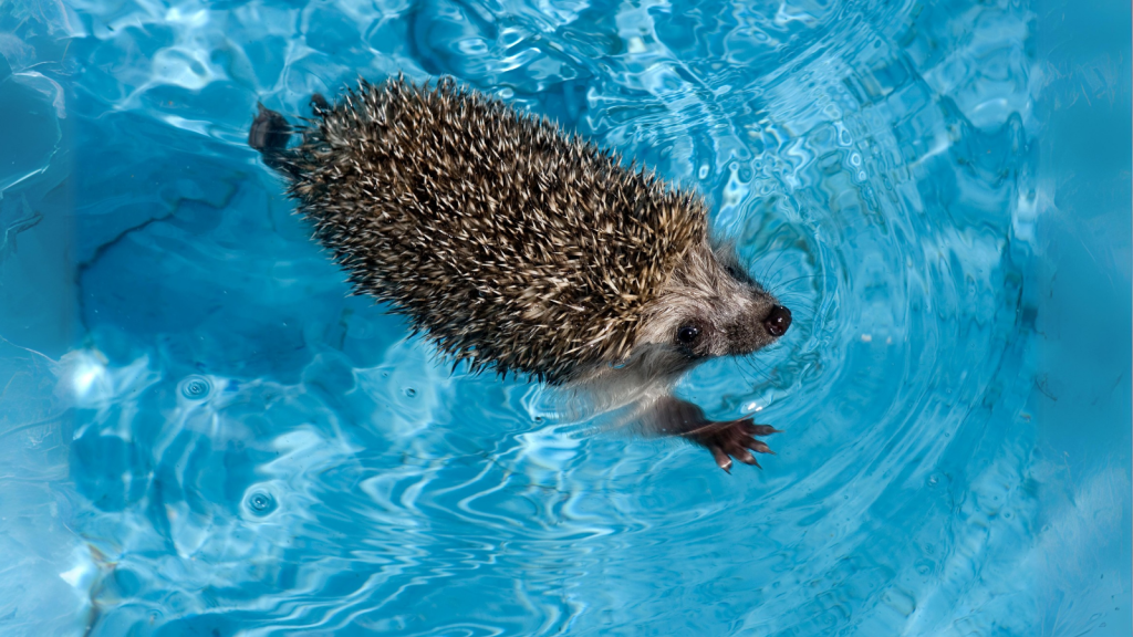 Hedgehogs Are Excellent Swimmers