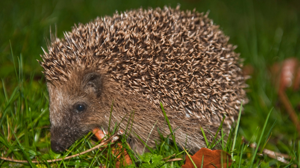 Hedgehog | They Have Thousands of Spines