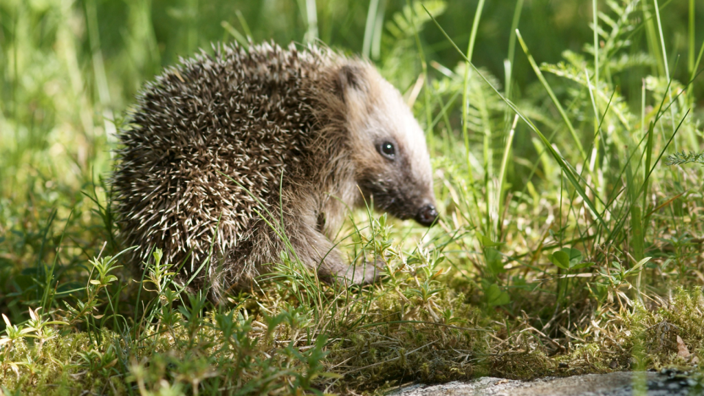 Hedgehogs Are Immune to Snake Venom