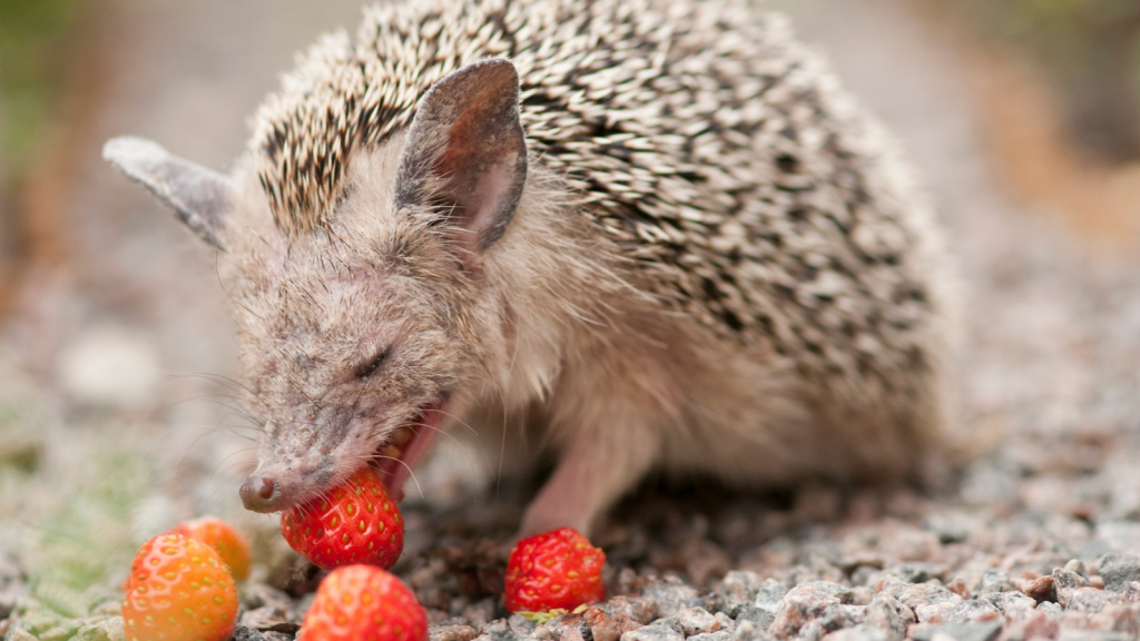 Hedgehog | They're Noisy Eaters