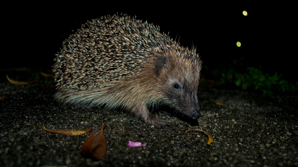 Hedgehog | They Can Travel Miles Each Night