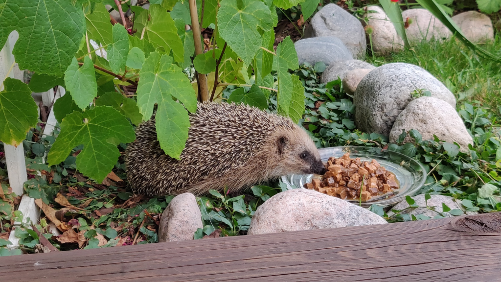 Hedgehogs Are Lactose Intolerant