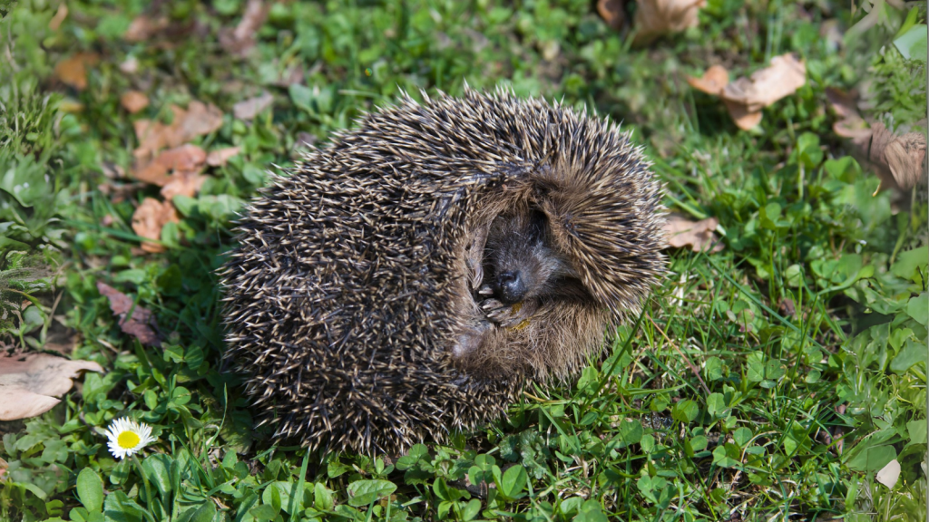 Hedgehogs Hibernate, But Not Always