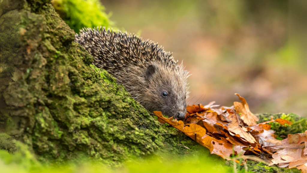 Hedgehog | They're Helping Scientists Study Climate Change