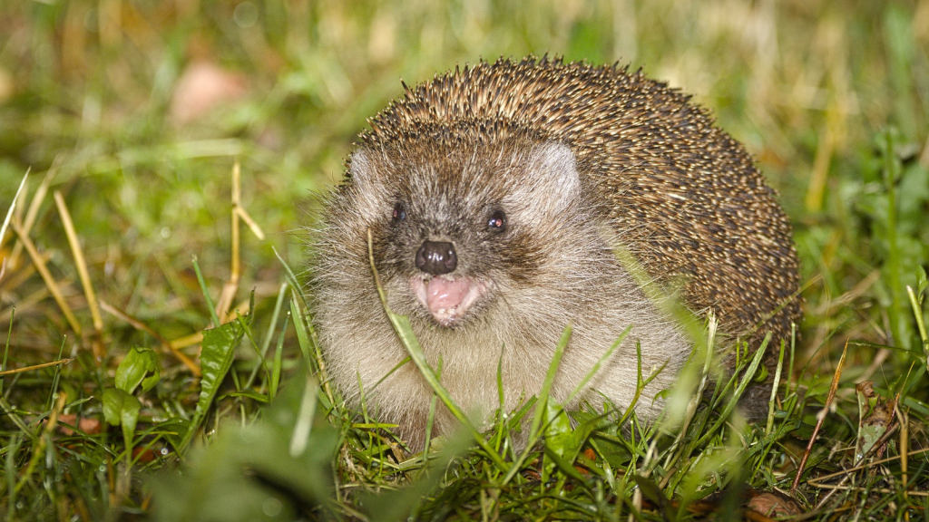 Hedgehog | They Have A Surprising Number of Teeth