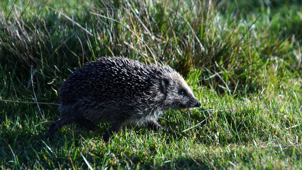 Hedgehogs Are Master Escape Artists