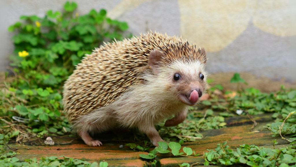 16 Fascinating Facts About Britain's Spikiest Mammal: The Hedgehog