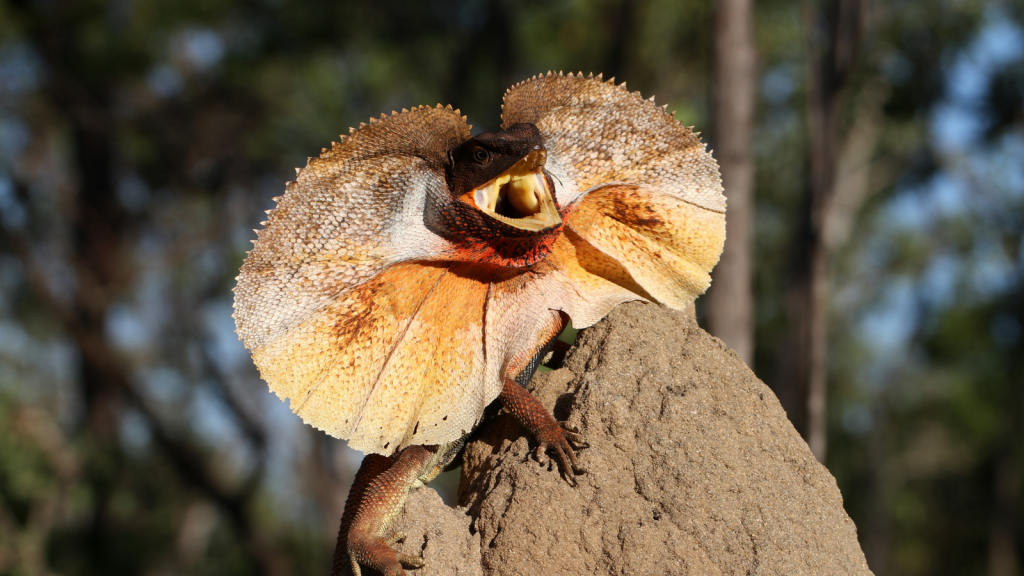 Frill-Necked Lizard