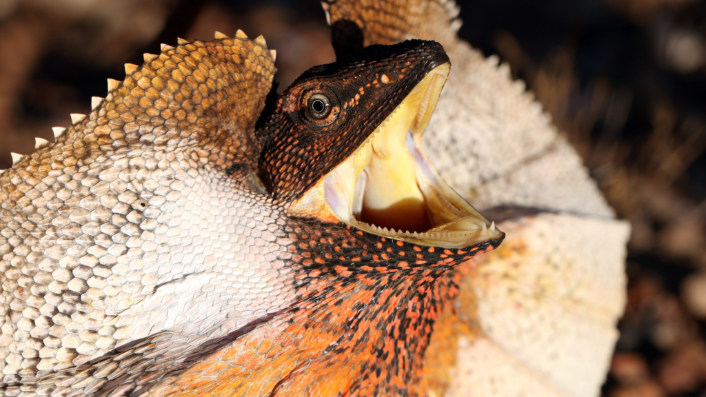 Frill-Necked Lizard | 15 of the Oddest Creatures Found in the Australian Outback