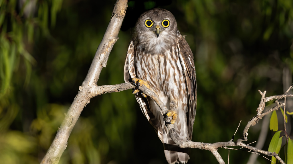 Barking Owl