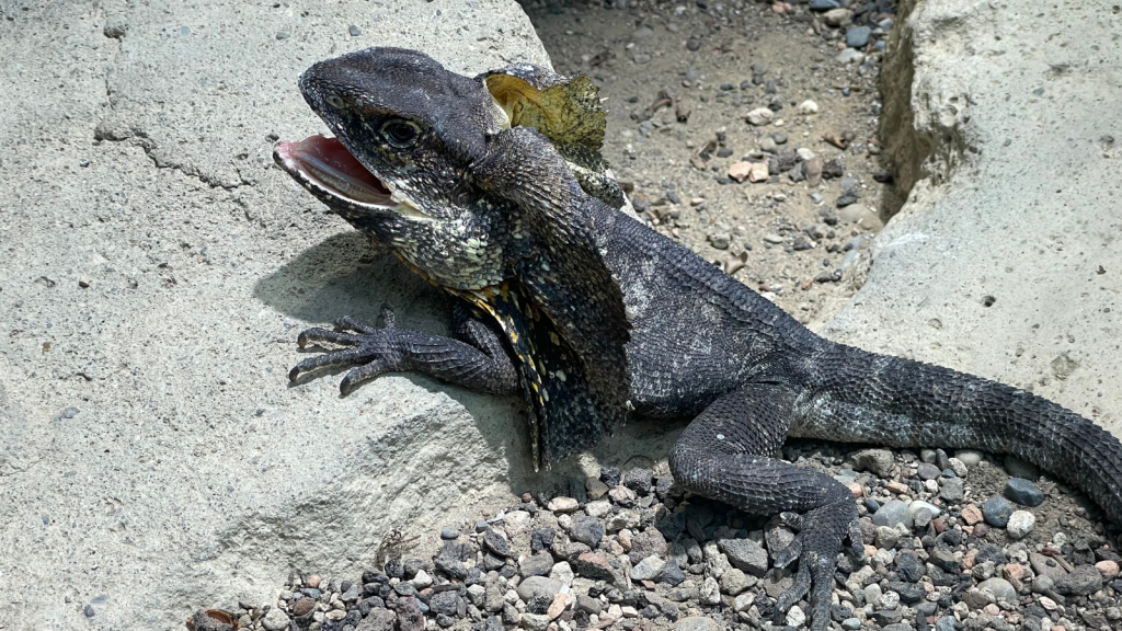 Frilled Lizard