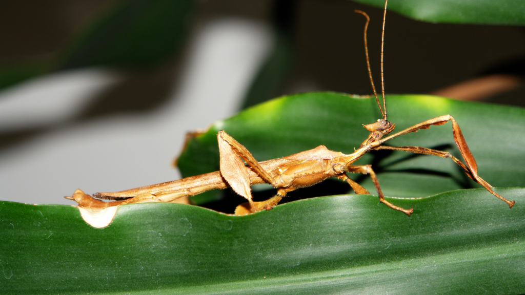 Spiny Leaf Insect