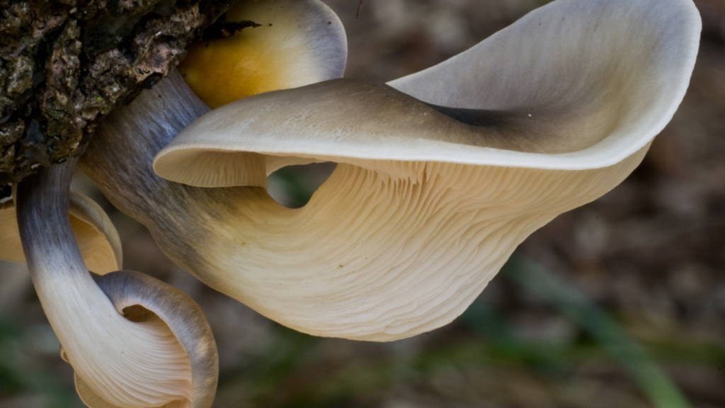 Glowing Ghost Fungus