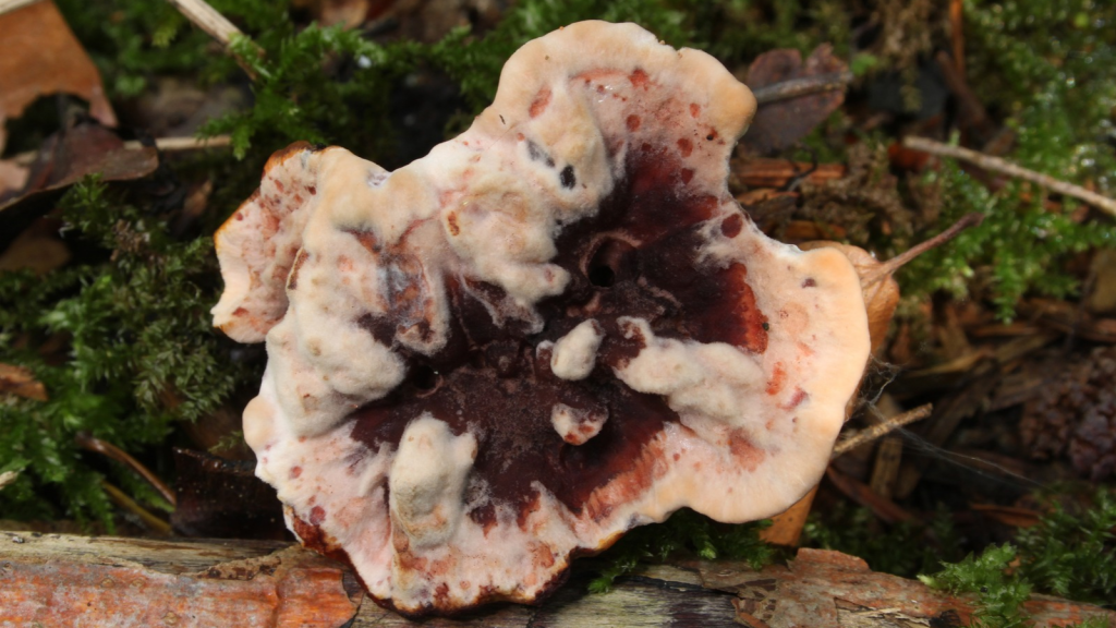 Bleeding Tooth Fungus