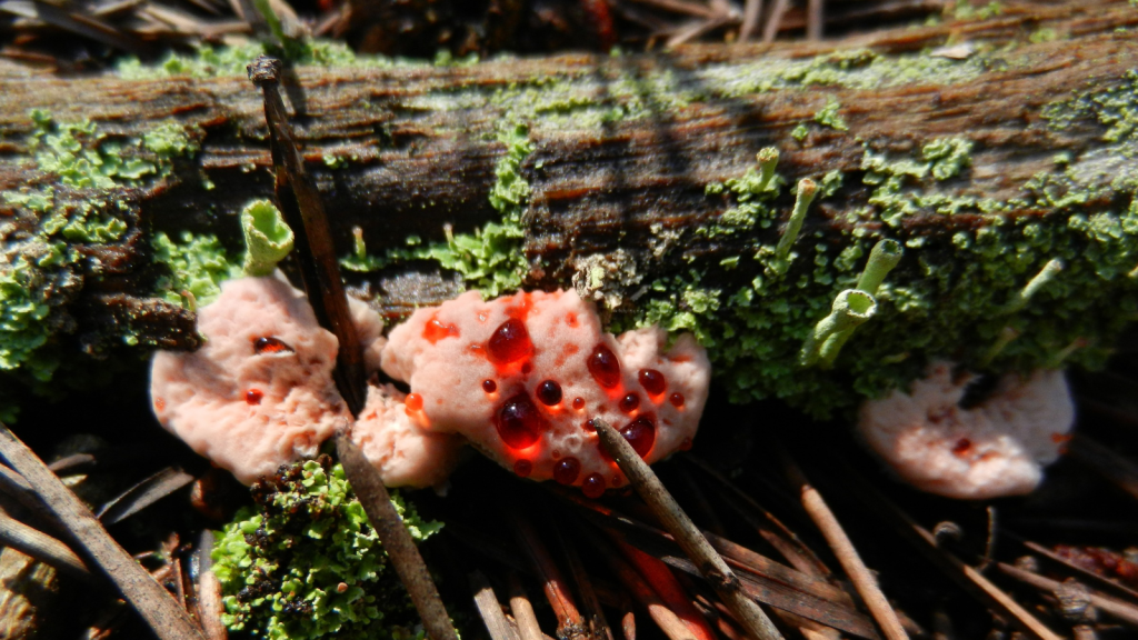 Bleeding Tooth Fungus