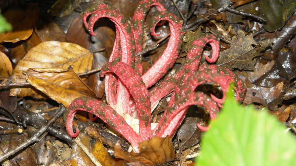 Devil's Fingers Fungus