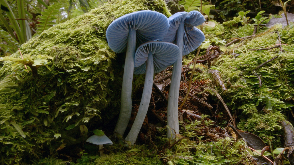 Electric Blue Mushroom