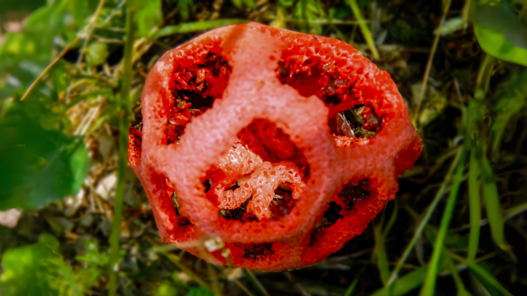 Latticed Stinkhorn