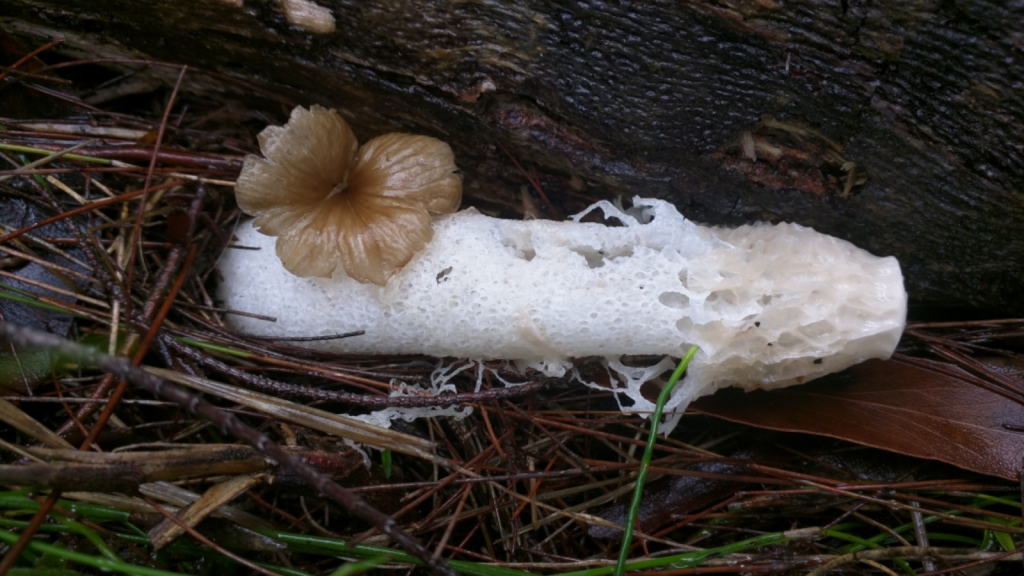 Veiled Lady Fungus