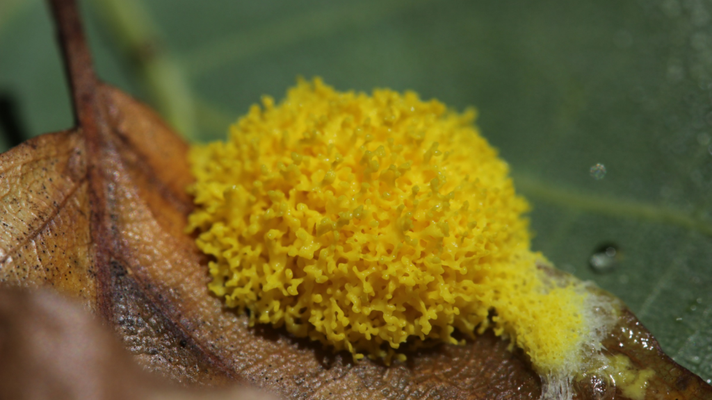 Dog Vomit Slime Mold