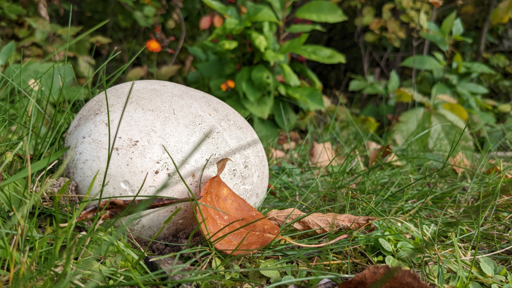 Giant Puffball