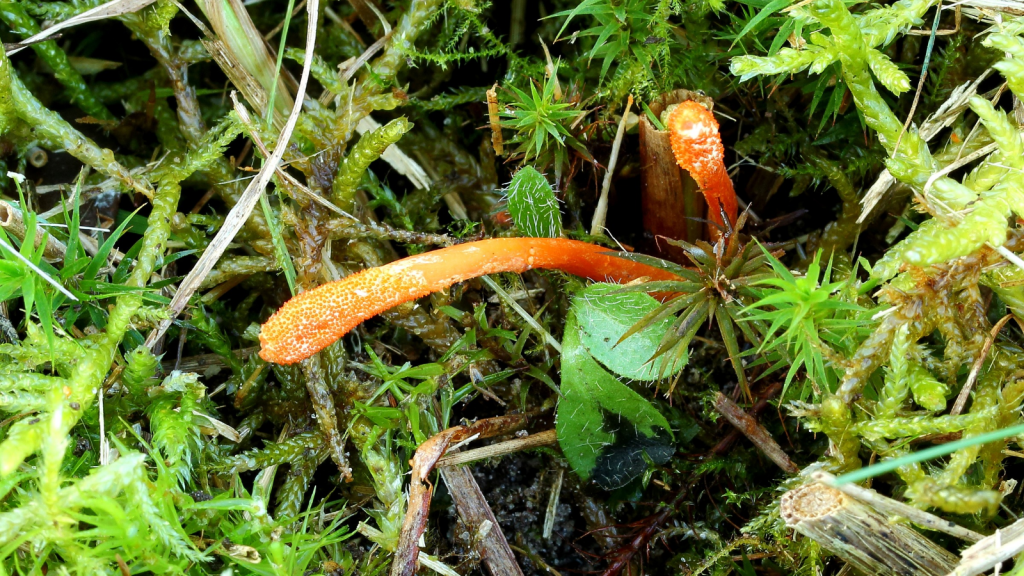 Cordyceps Mushroom