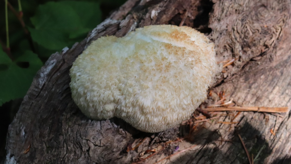 Lion's Mane Mushroom