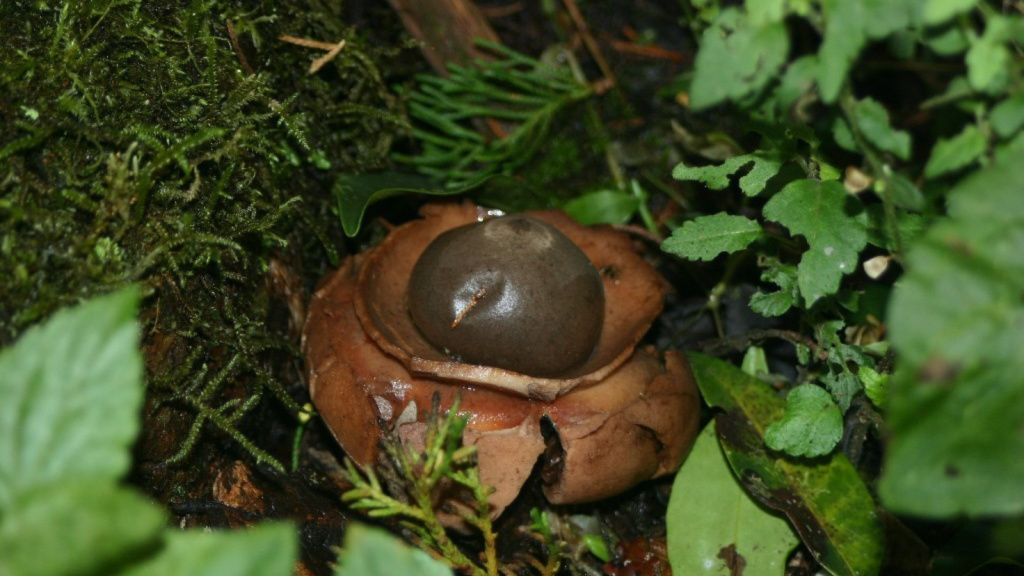 Earth Star Fungus