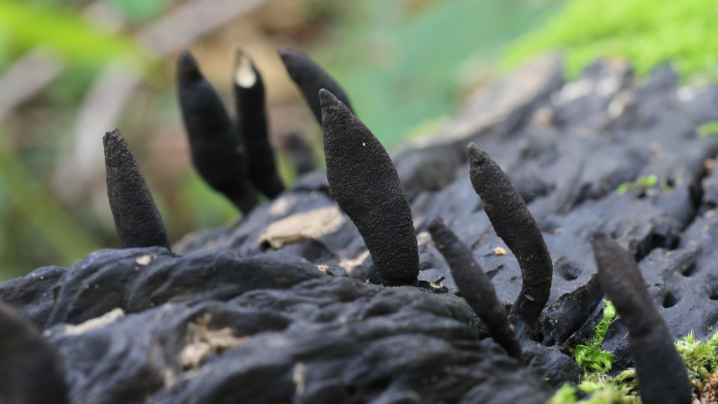 Dead Man's Fingers