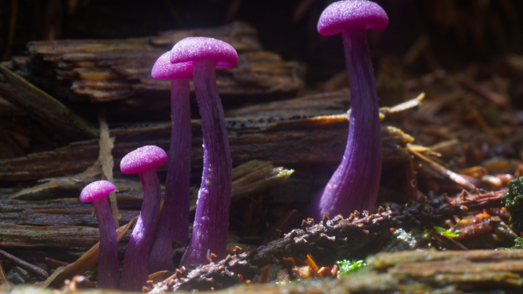 Amethyst Deceiver