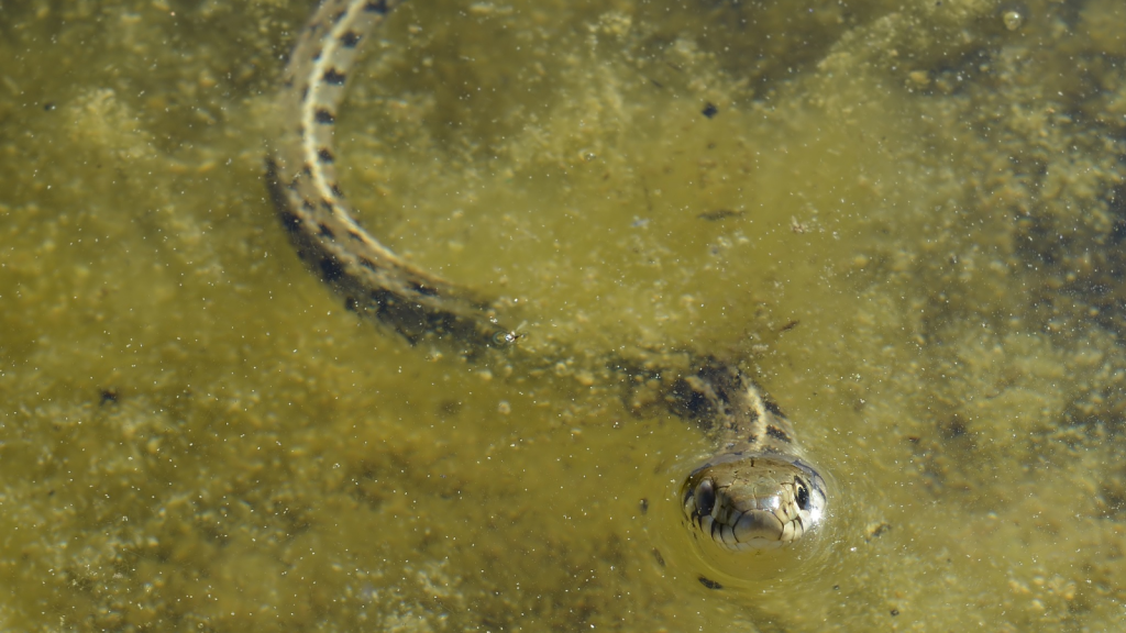 Grass Snake