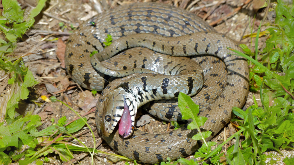 Grass Snake 