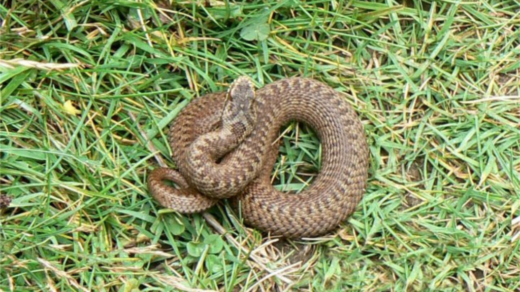 Grass Snake 