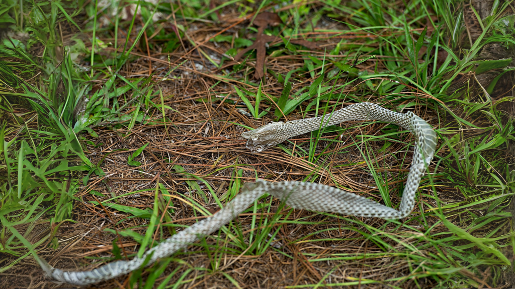 Grass Snake 