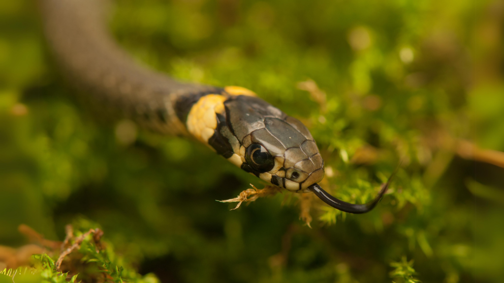 Grass Snake