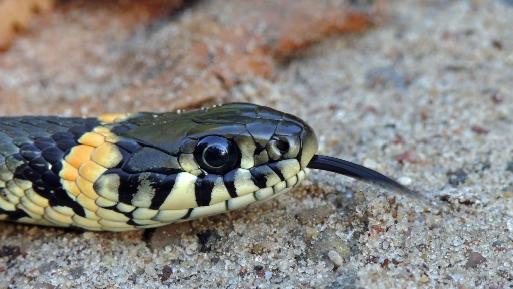 Grass Snake 