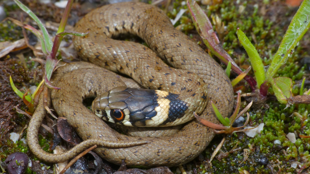 Grass Snake 