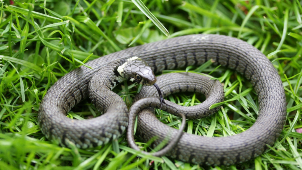 Grass Snake 