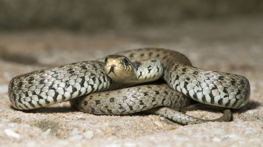 Grass Snake 