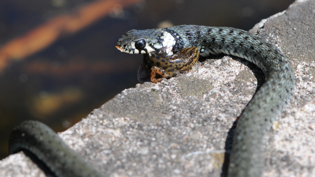 Grass Snake 