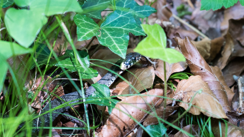 Grass Snake 