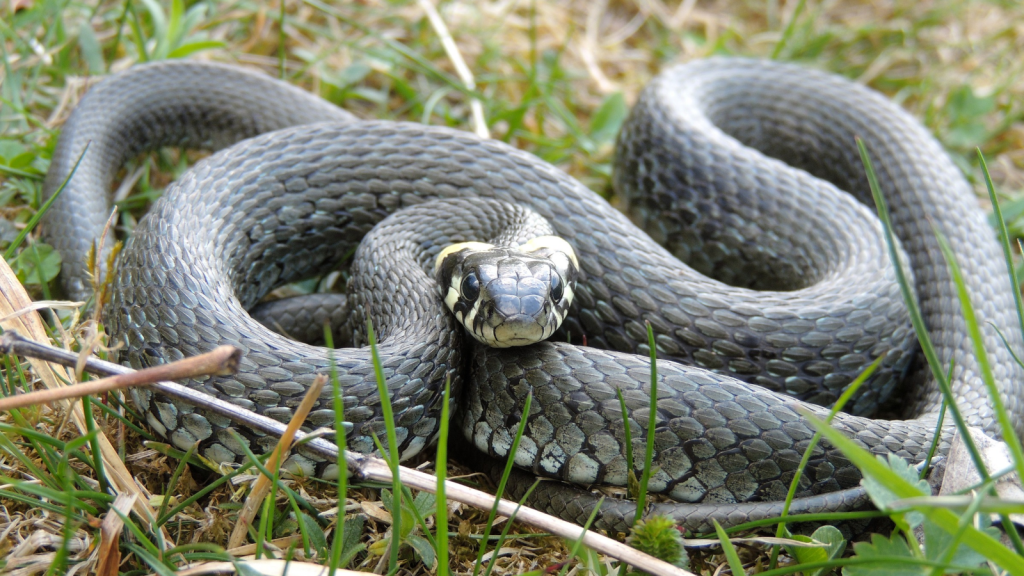 Grass Snake