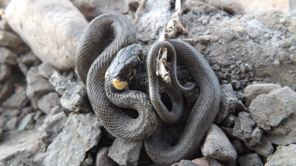 Grass Snake 