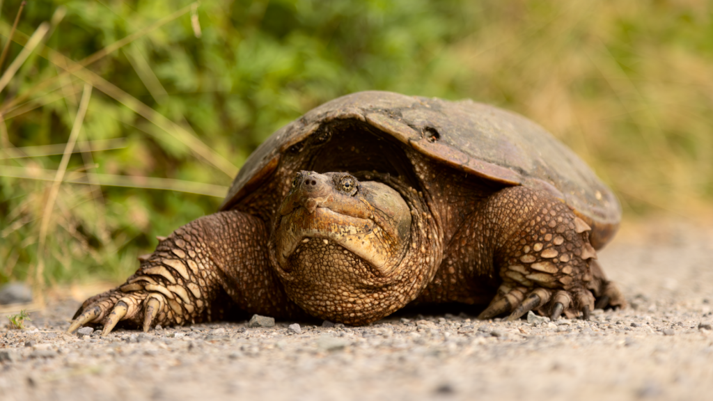 Snapping Turtle