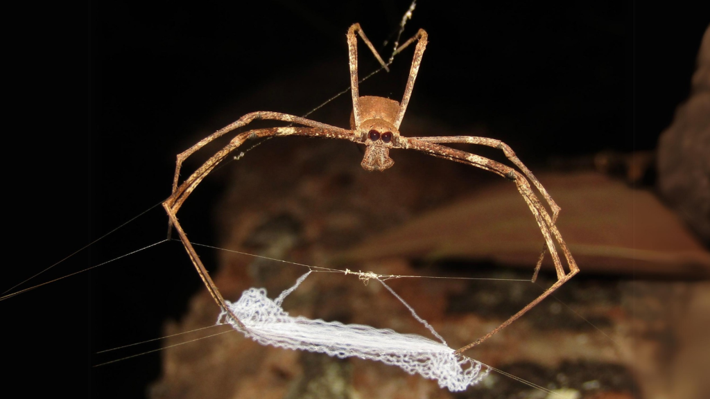 Net-Casting Spider