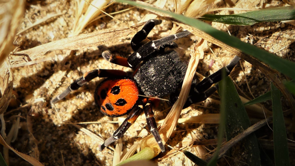 Ladybird Spider